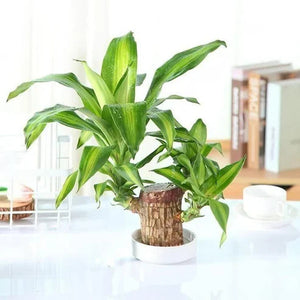 (BUY 1 GET 1 FREE) Brazil LUCK Wood Potted Plant